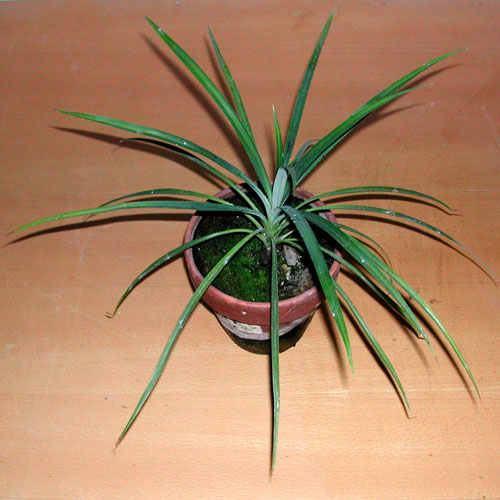 Pandanus tectorius